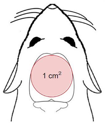 Histochemical mapping of the duration of action of photobiomodulation on cytochrome c oxidase in the rat brain